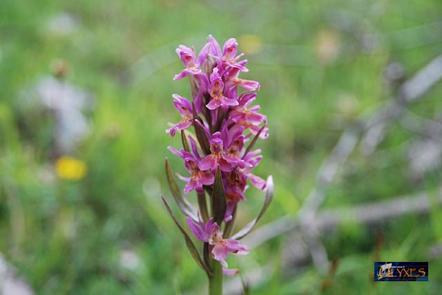 orchis dactylorhiza latifolia.JPG